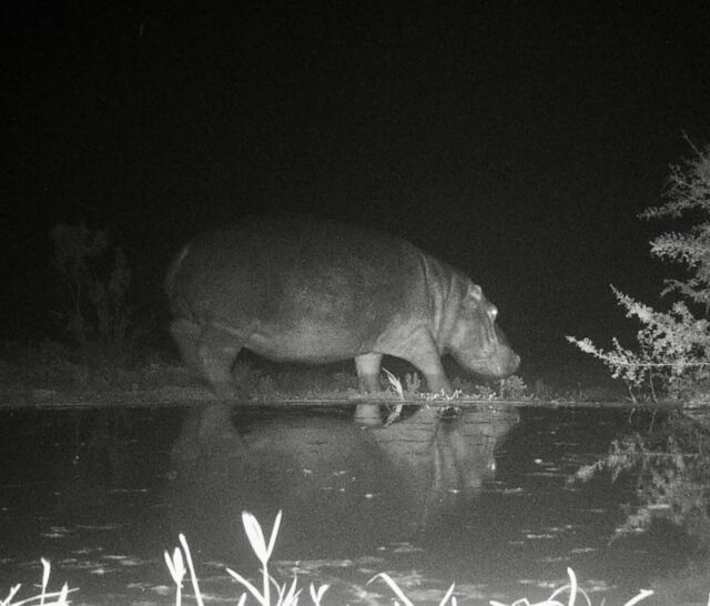 When the lodge goes quiet at night, the waterhole doesn’t!

We set up a camera in the hide and left it running, just to see who would come by for a drink after dark. And as always, the waterhole did what it does best — steady movement, quiet arrivals, and a constant sense that there is always something just beyond the light.
It’s simple, natural, and always different from one night to the next.

Still… it does make you wonder
who would swap their beautiful suite for a night in the hide? 😇

📷 @michcochrane