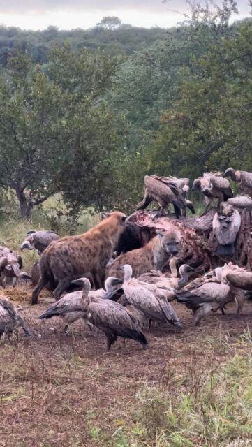 Not every moment in the bush is about beauty in the traditional sense — but every moment has purpose.

Hyenas and vultures may not be the first animals that come to mind when you think of Africa’s wildlife, yet their role is nothing short of essential. In this scene, they work together to return an elephant back to the earth, ensuring that nothing goes to waste.

Vultures, with their remarkable eyesight, are often the first to arrive, while hyenas bring strength and persistence. Together, they form part of a highly efficient natural system — one that keeps the bush healthy, balanced, and alive.

It’s a powerful reminder that even in death, there is life, and every creature has its place in this intricate ecosystem.
The wild, just as it should be.