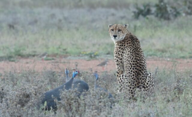 Spotted: one seriously gorgeous local hanging out with the neighbours. 🐆👀

Just another day in the wild at Ximuwu—where you never know who might steal the spotlight!

#Ximuwu #CheetahSighting #SafariMoments #WildlifePhotography #AccessibleSafari